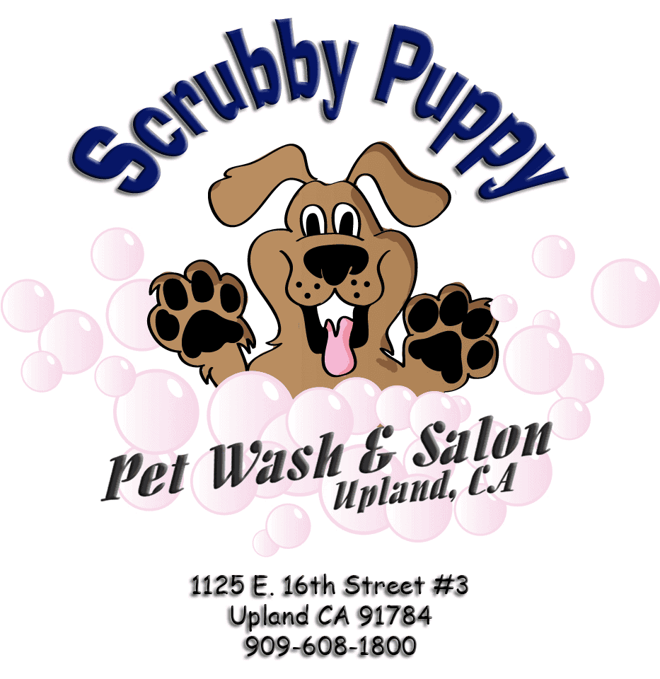 Scrubby Puppy