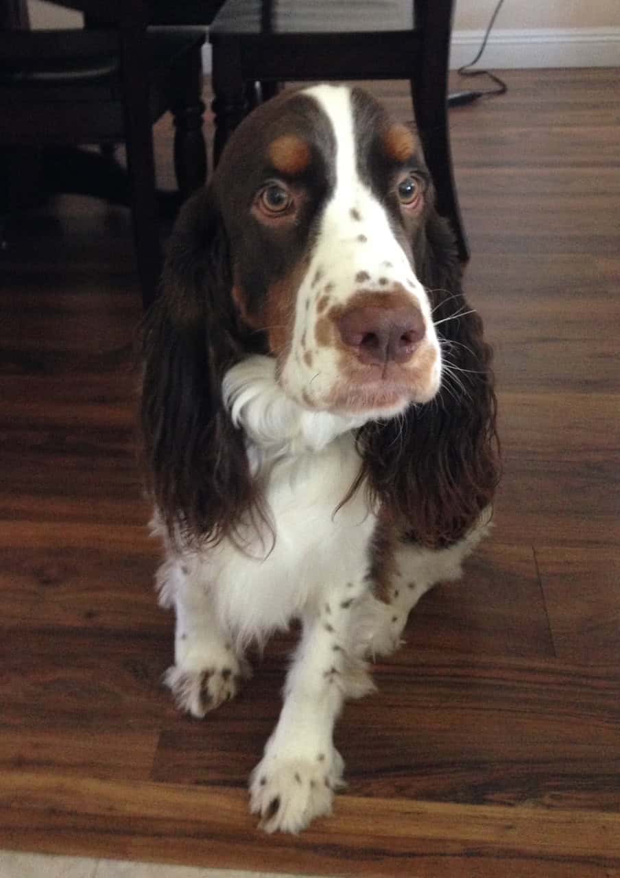 Petey, a Scrubby Puppy customer