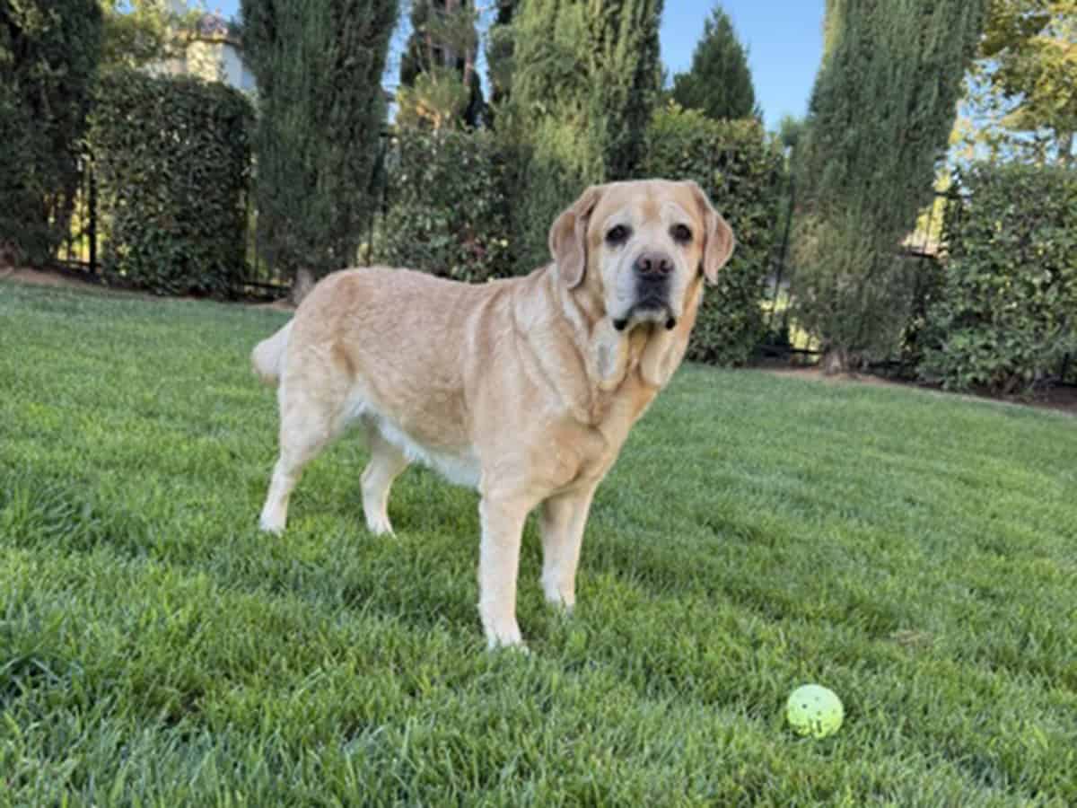 Benny standing on the grass