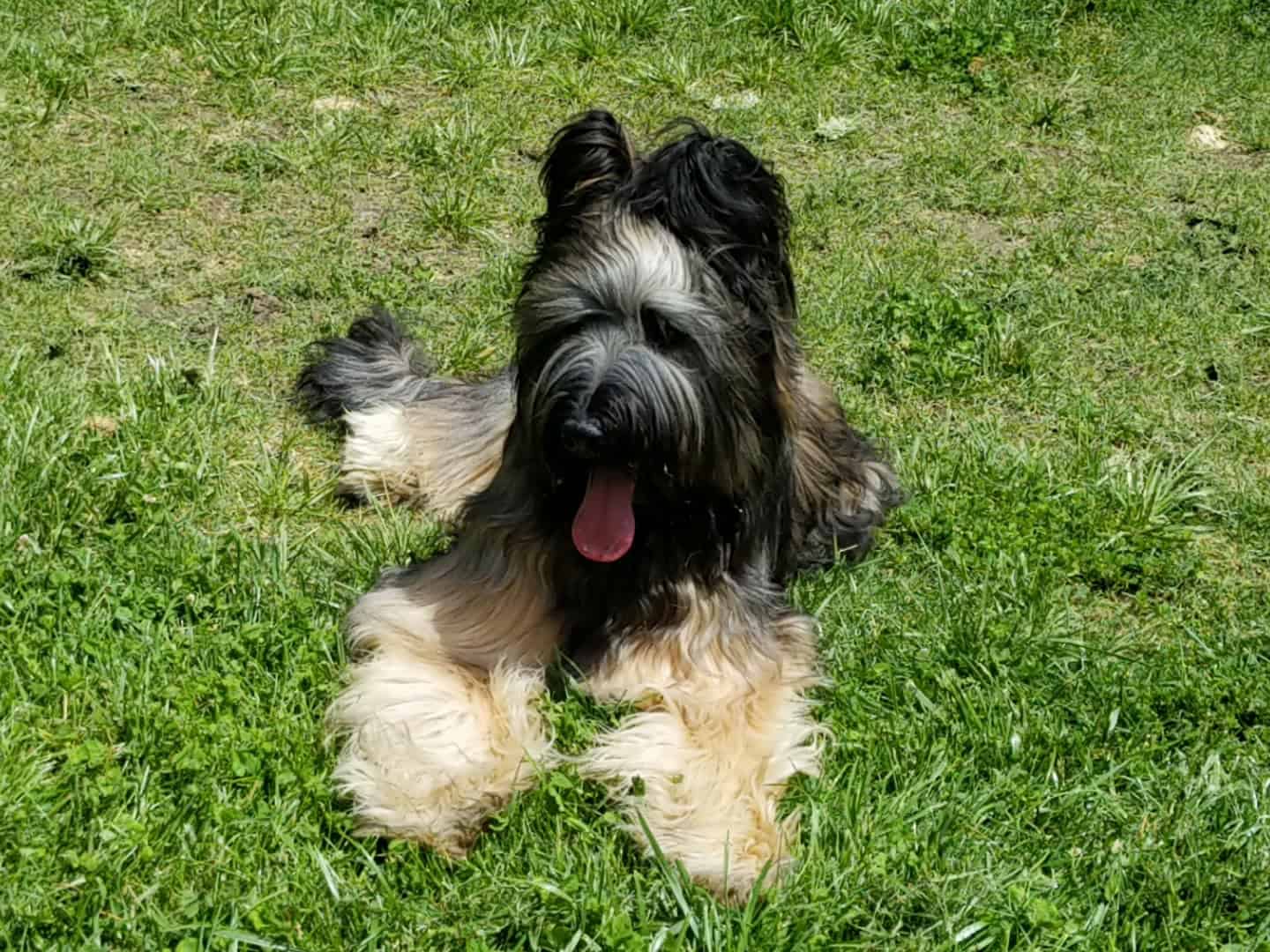 Bodie as a puppy