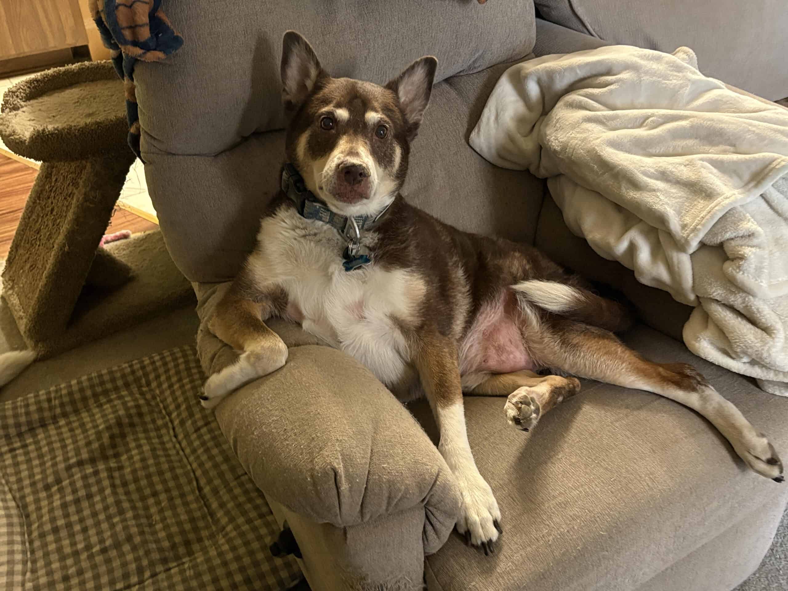 A member of Christie's doggie family