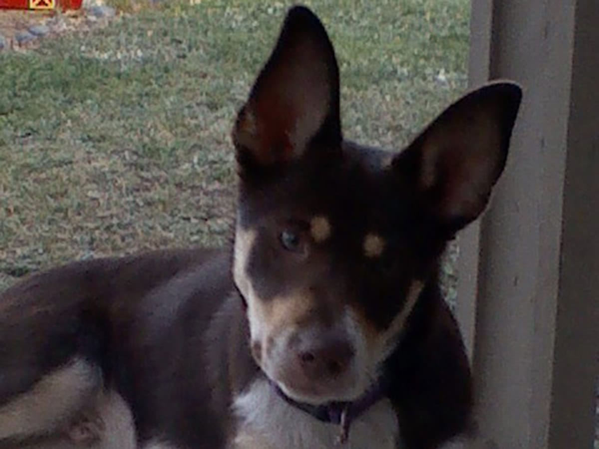 A member of Christie's doggie family