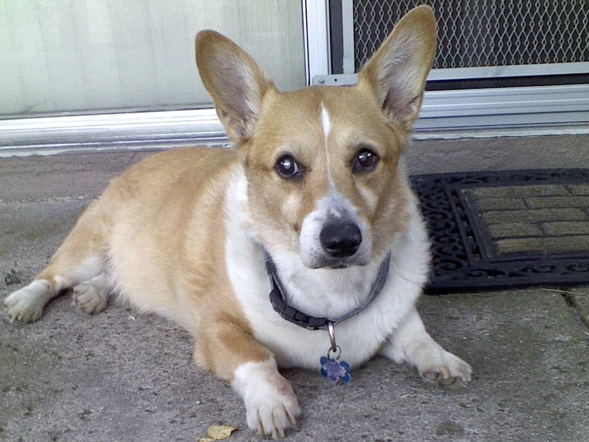A member of Christie's doggie family