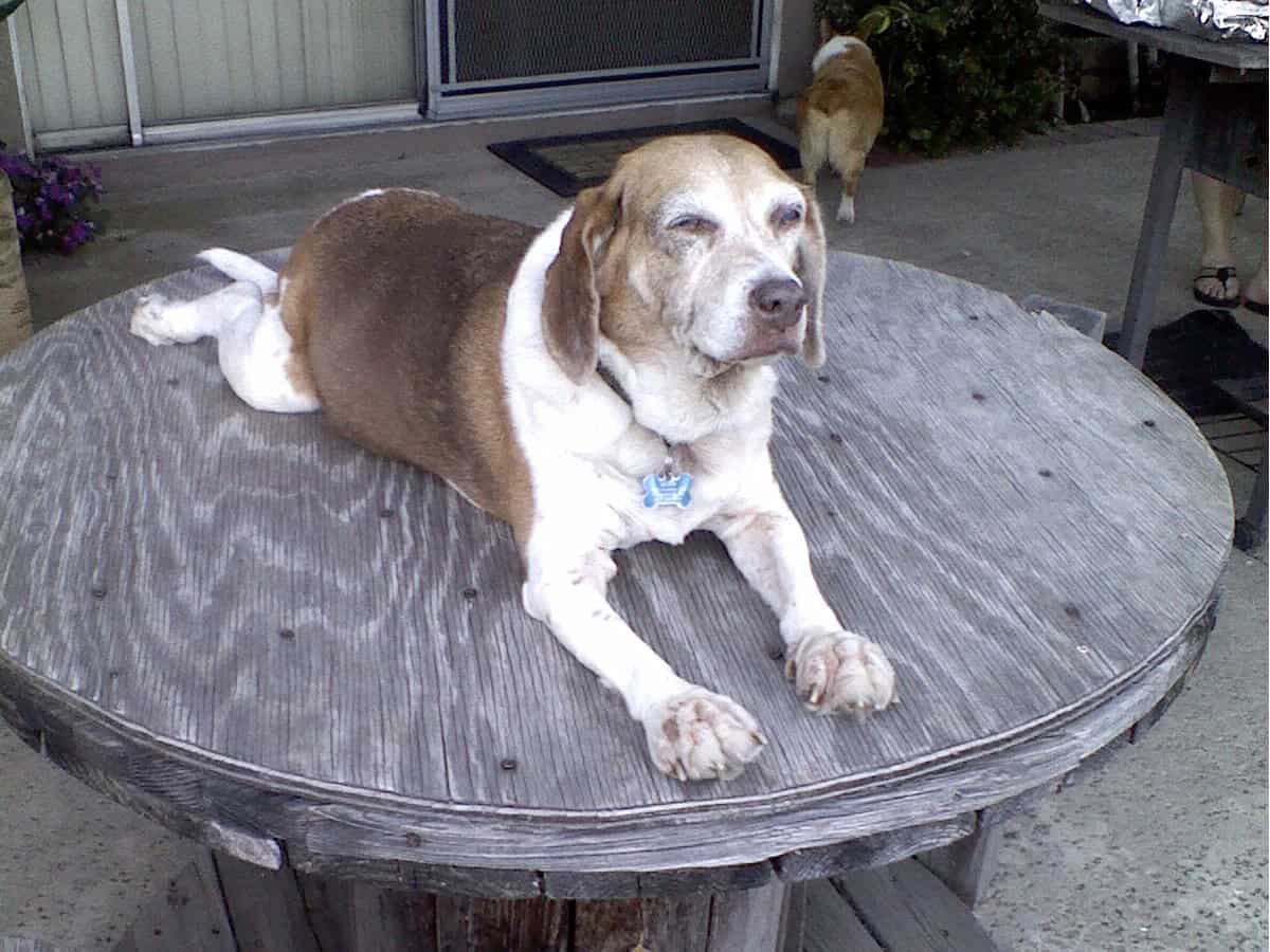 A member of Christie's doggie family
