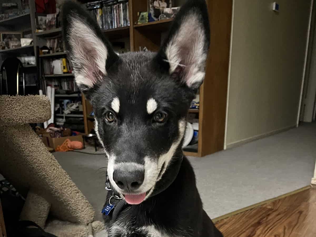 A member of Christie's doggie family