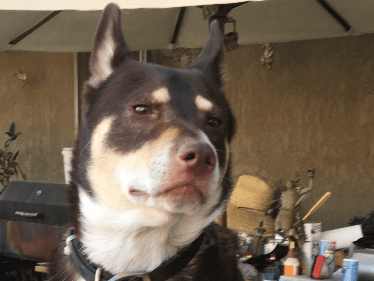 A member of Christie's doggie family