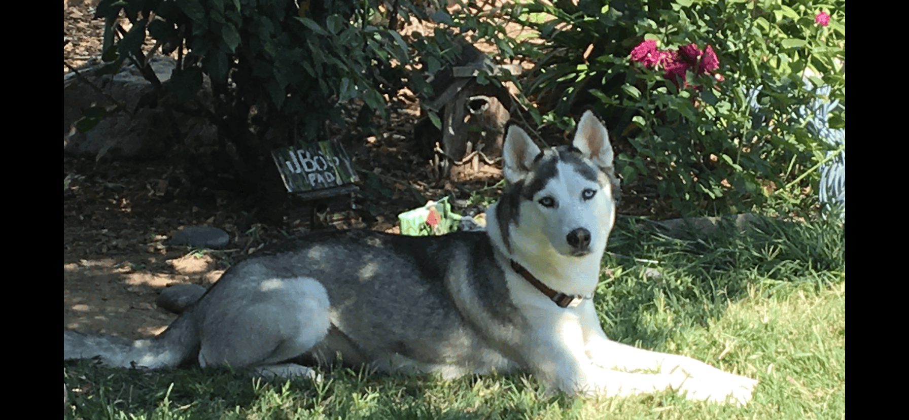 A member of Christie's doggie family