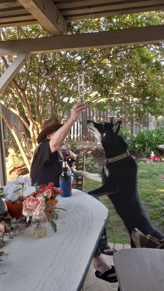 A member of Christie's doggie family