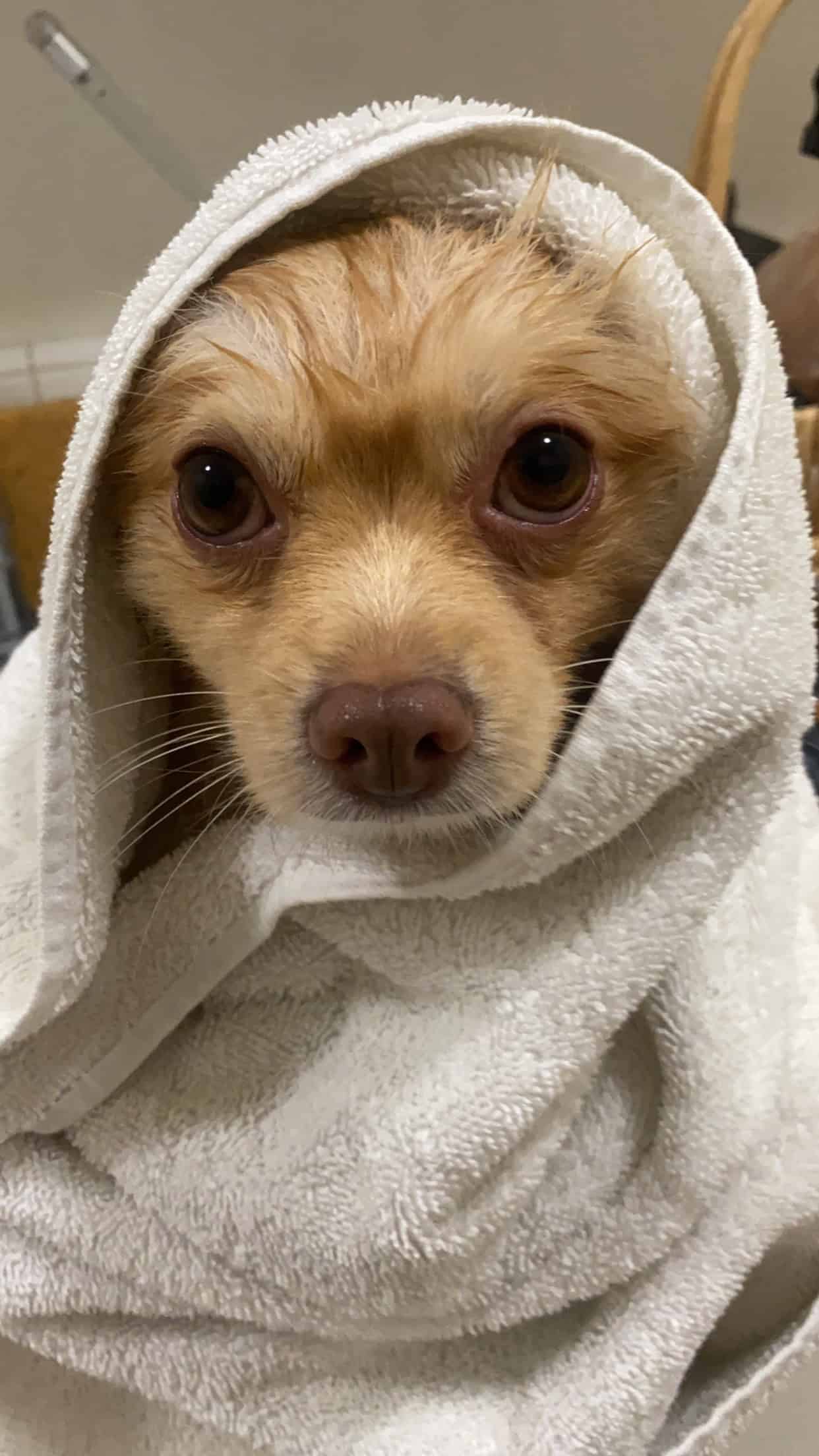 One of Claudine's dogs at Scrubby Puppy