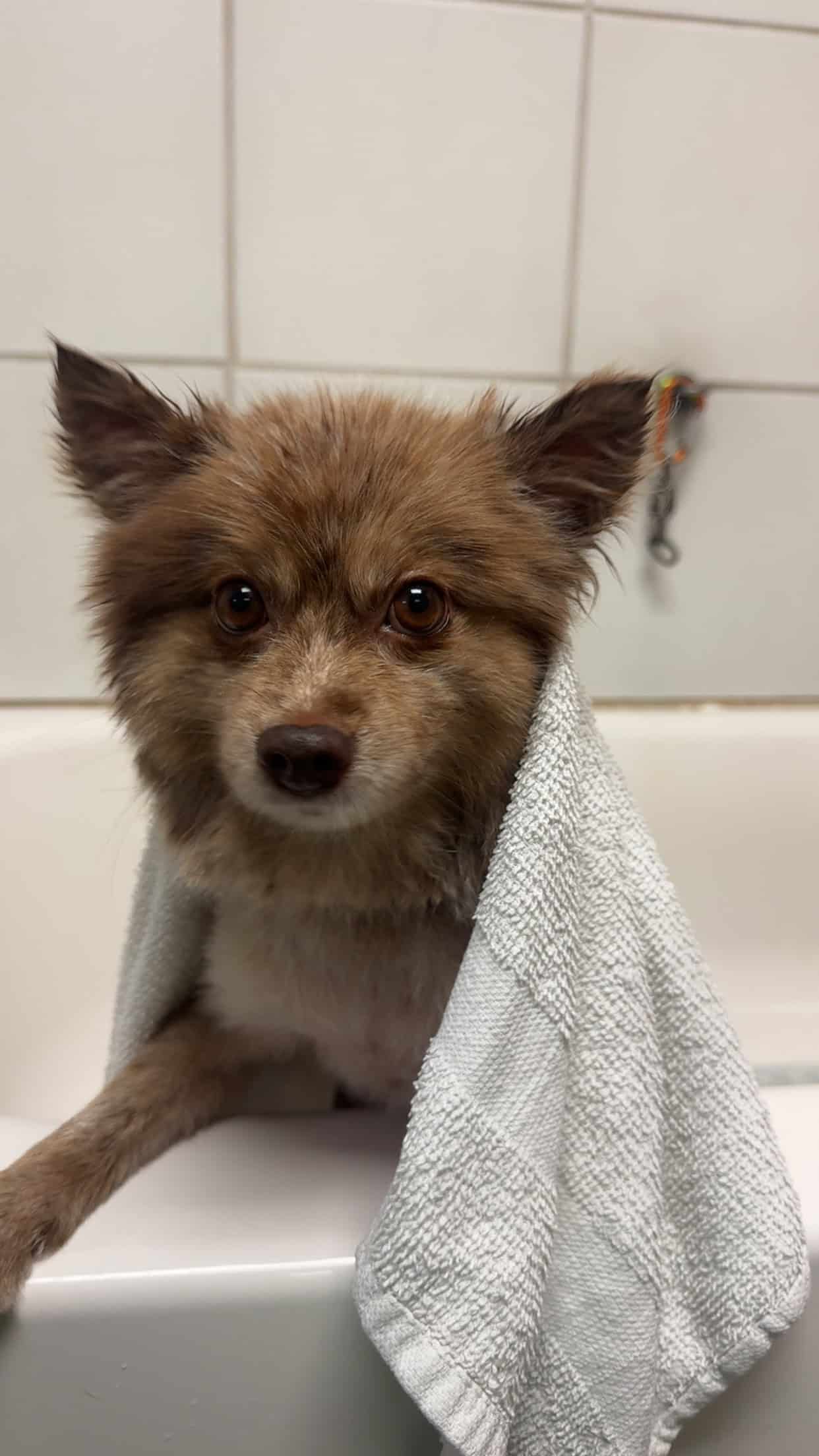 One of Claudine's dogs at Scrubby Puppy