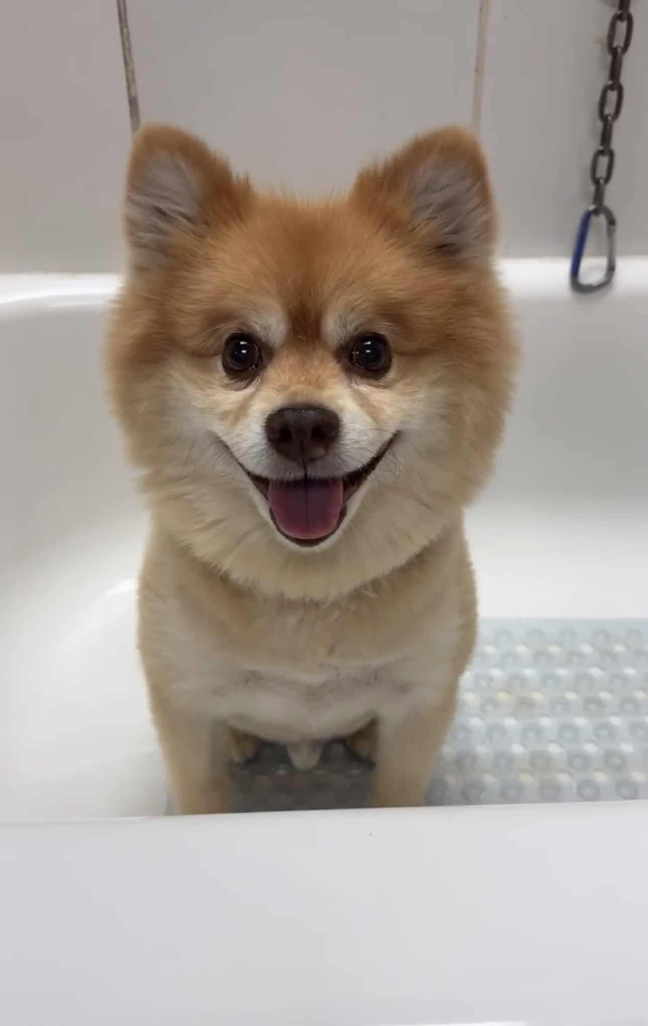 One of Claudine's dogs at Scrubby Puppy