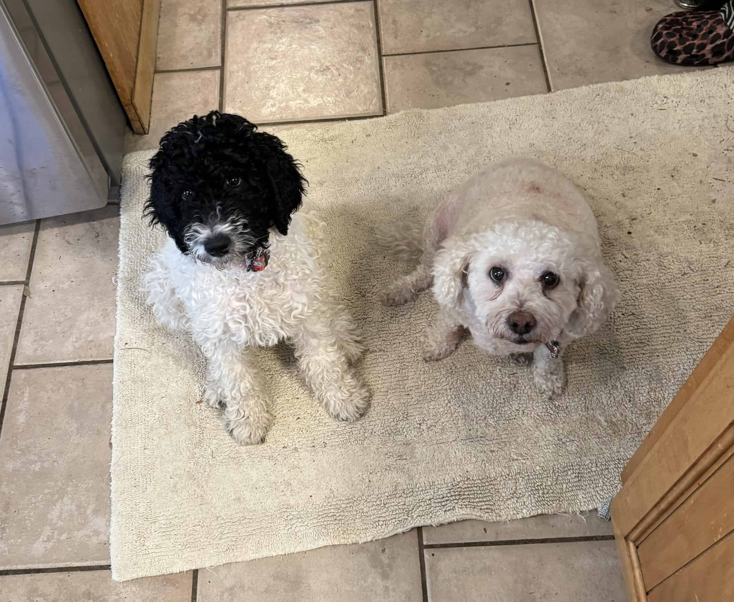 Lucy and Poppy sitting together