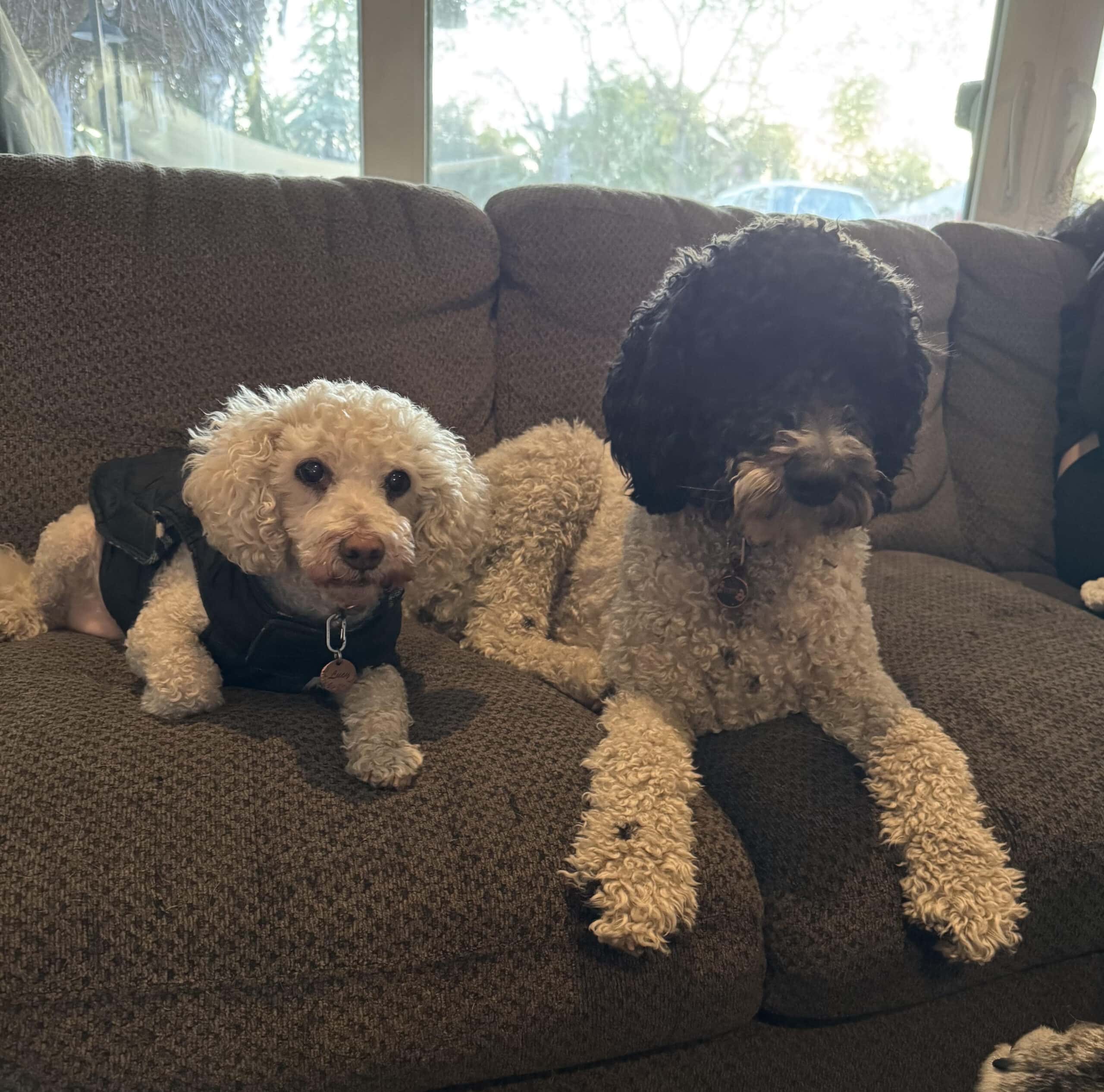Lucy and Poppy relaxing together on the couch