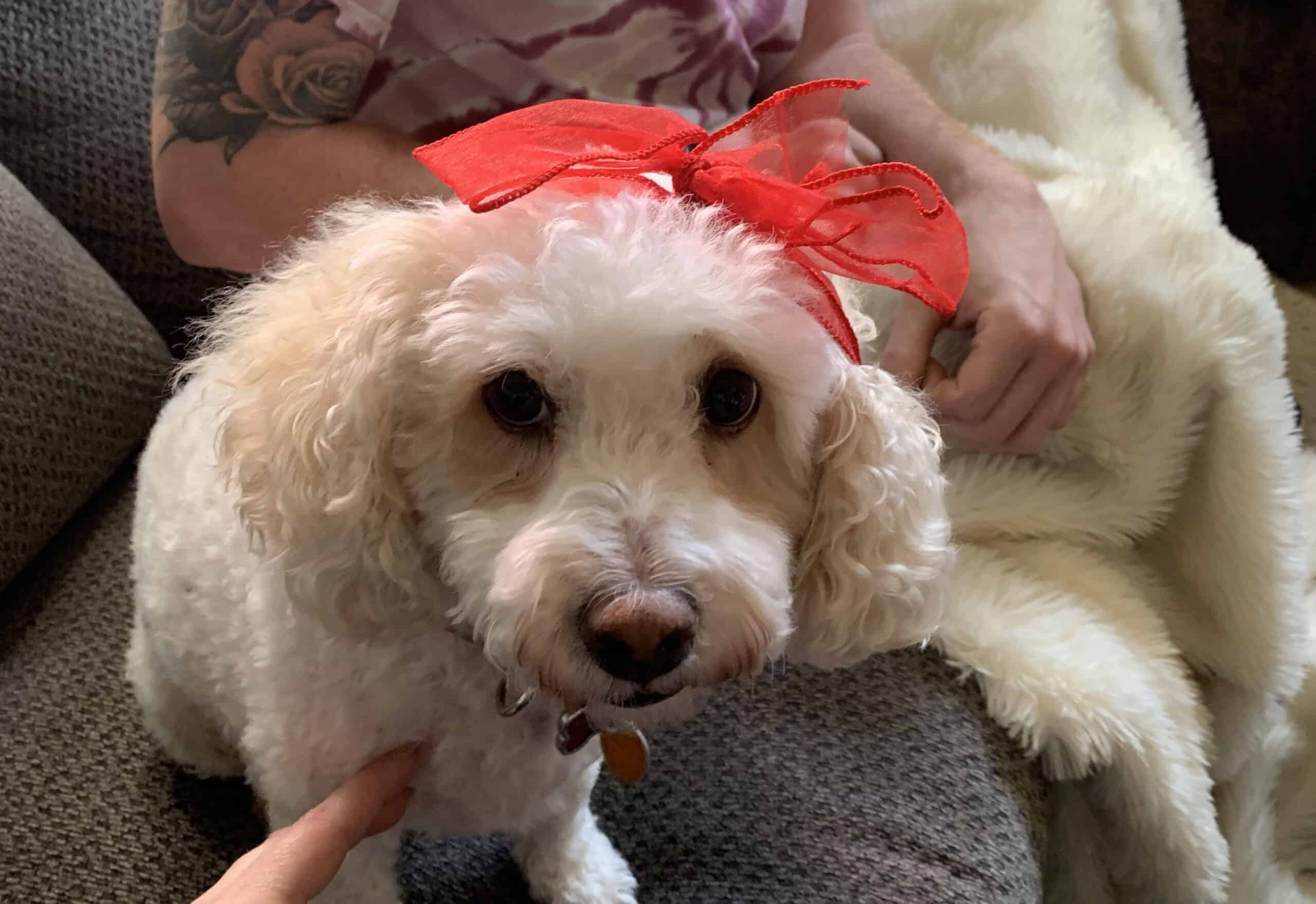 Lucy wearing a bright red bow