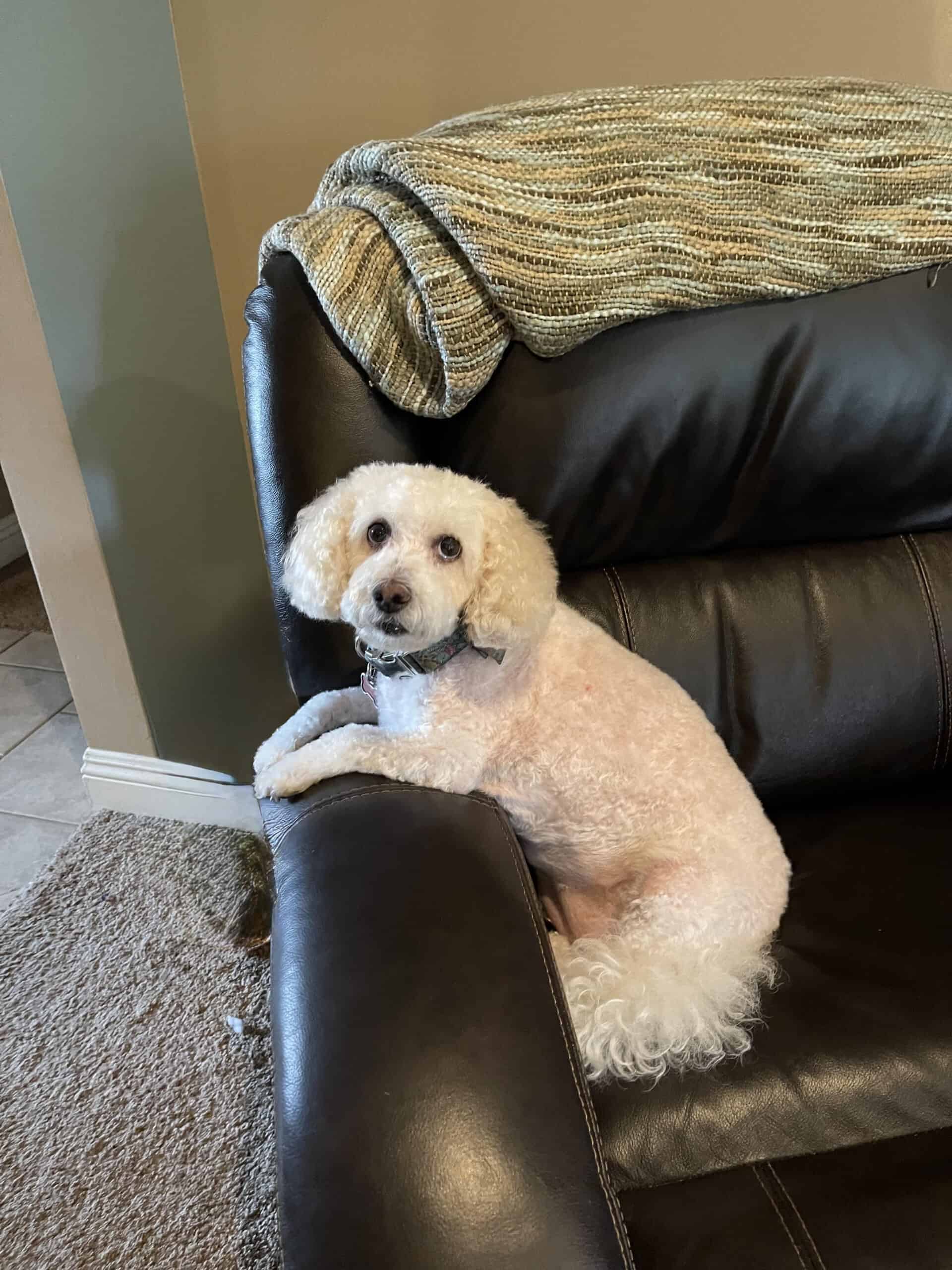Lucy resting on a leather chair