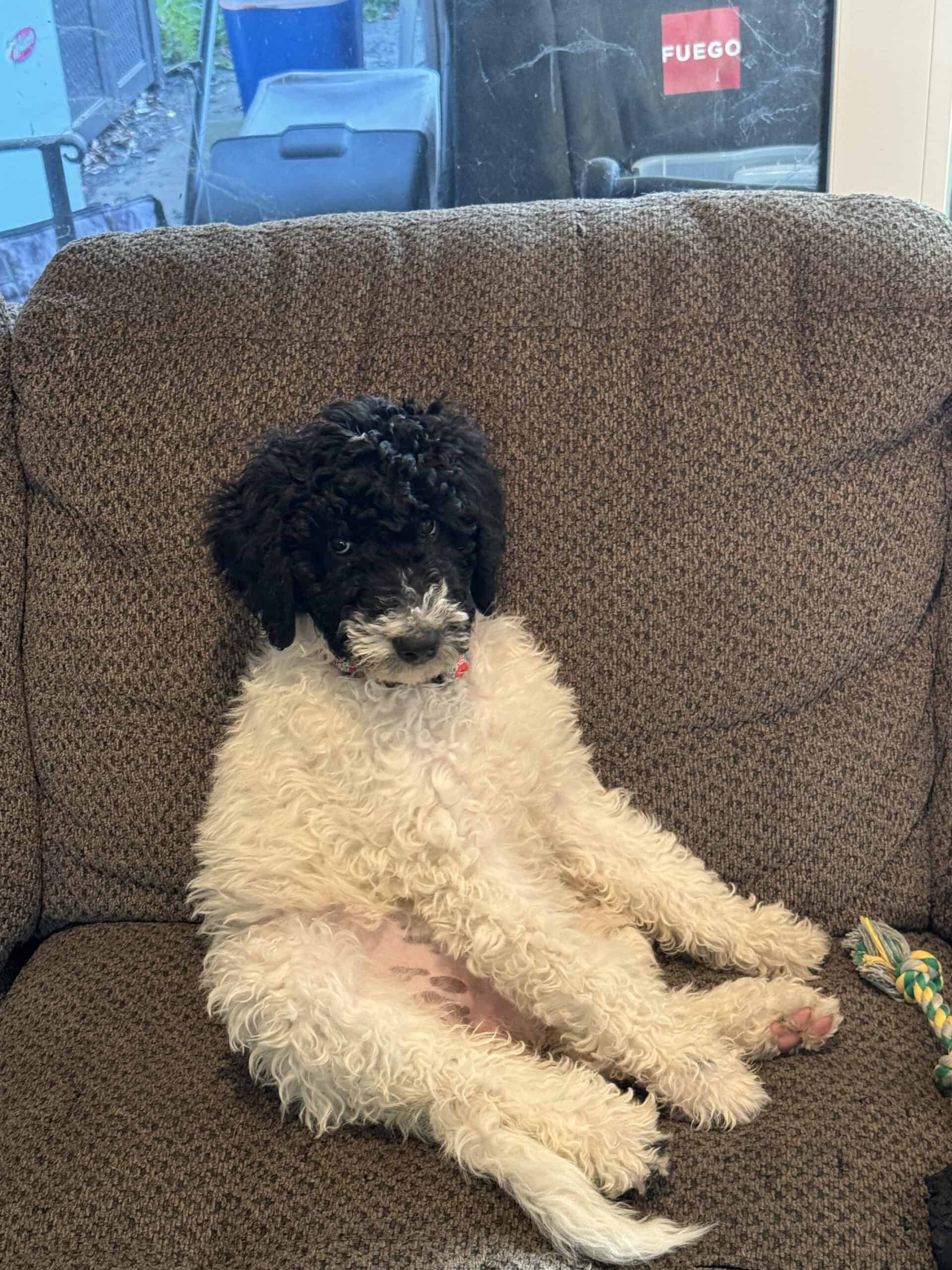 Poppy relaxing on the couch