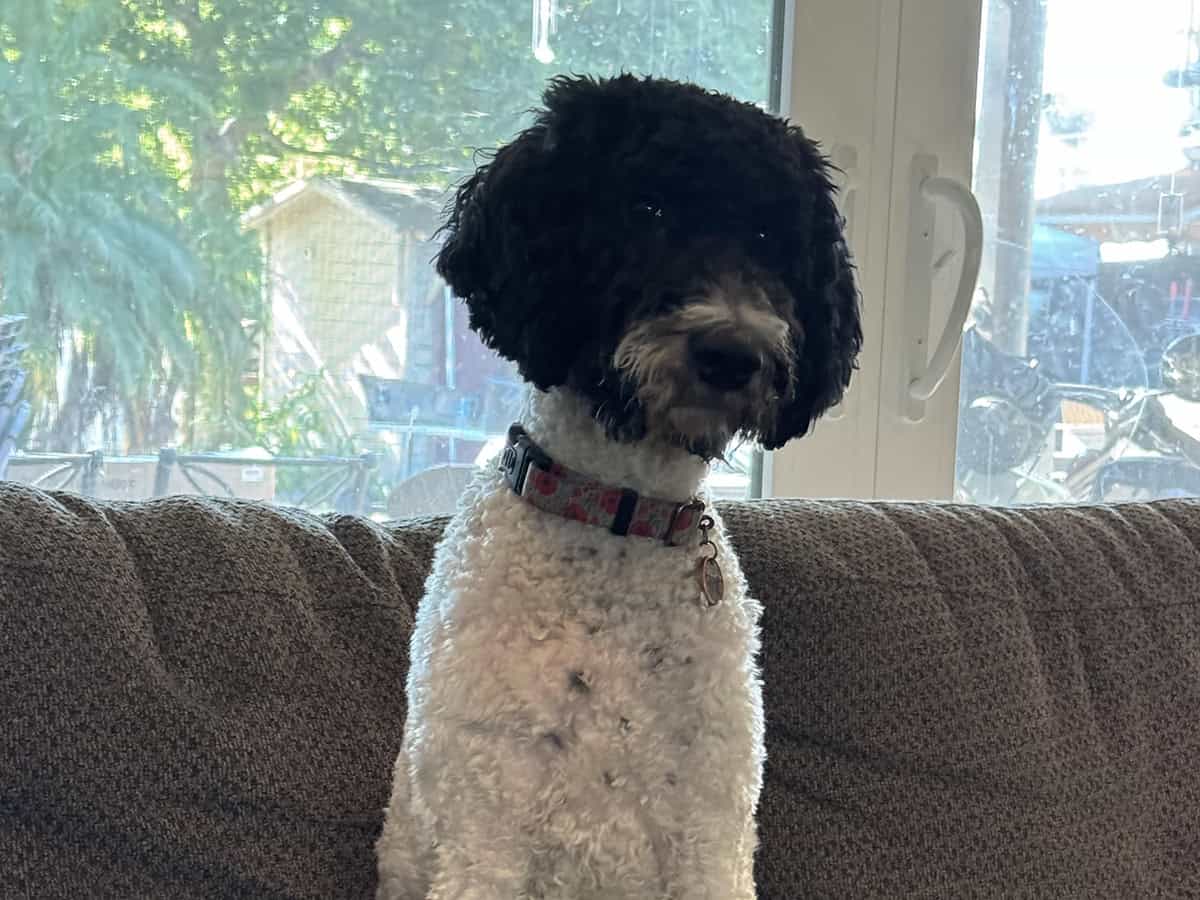 Poppy sitting proudly on the couch