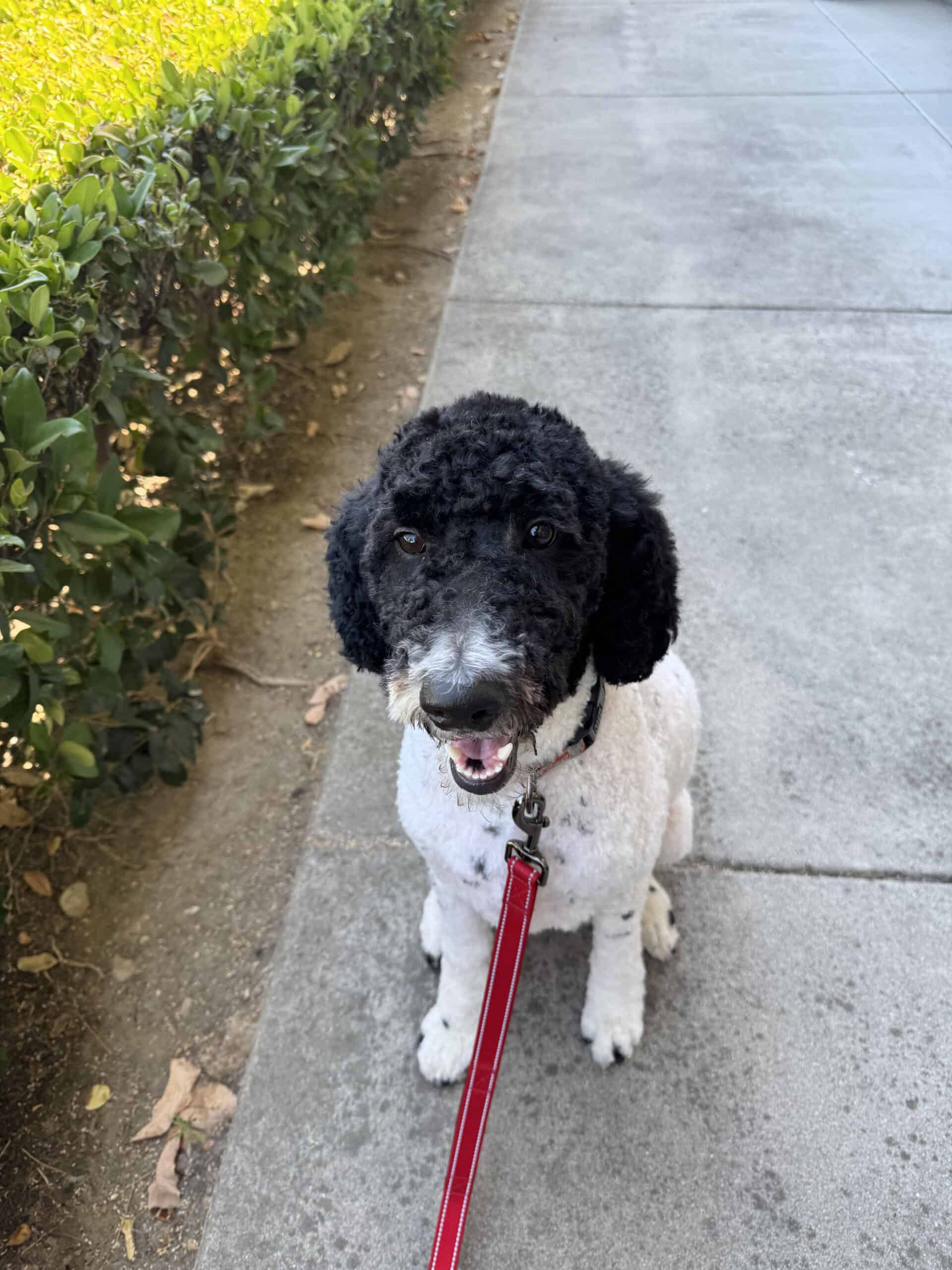 Poppy smiling during a walk