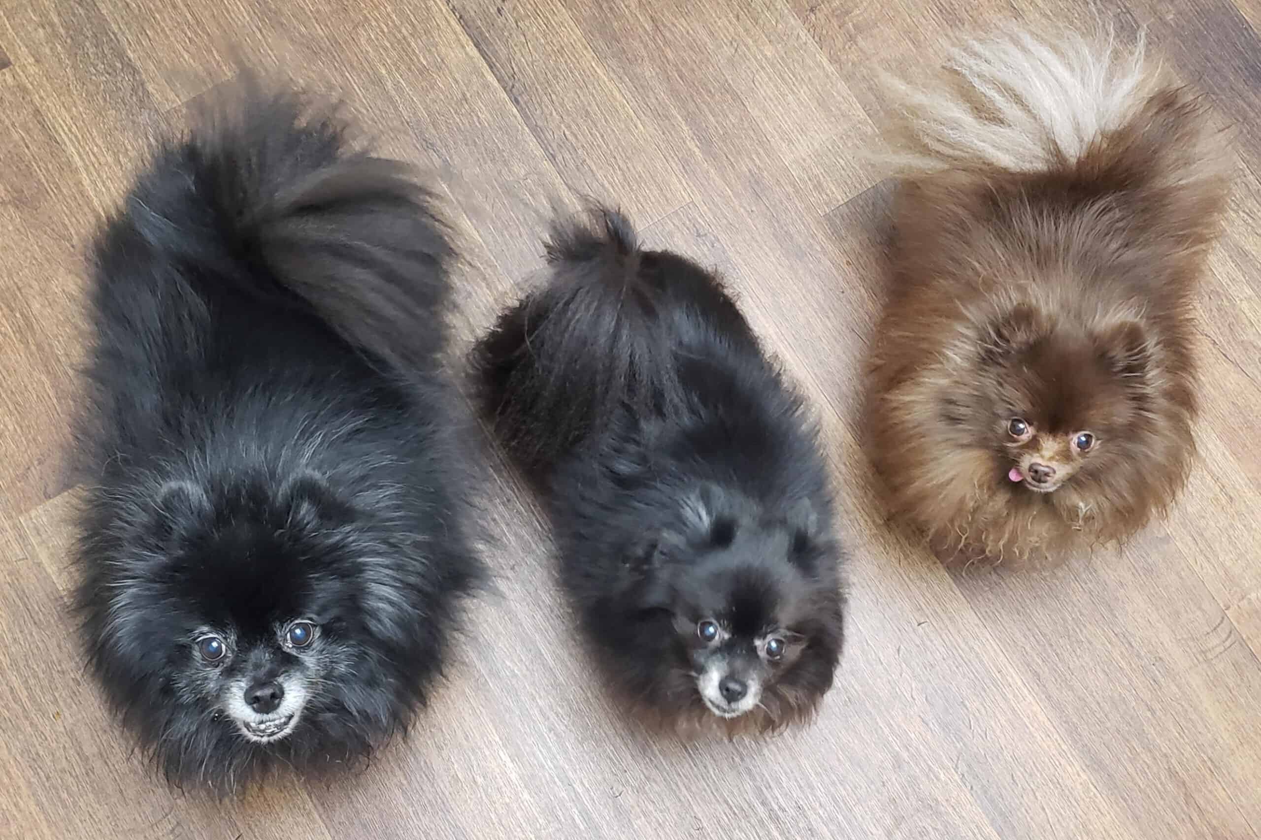 Teddy, Grizzly and Cody
