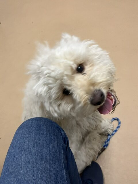 Atticus before his first grooming