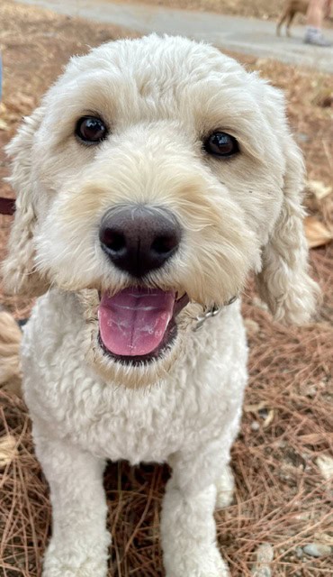 Atticus, a Scrubby Puppy customer