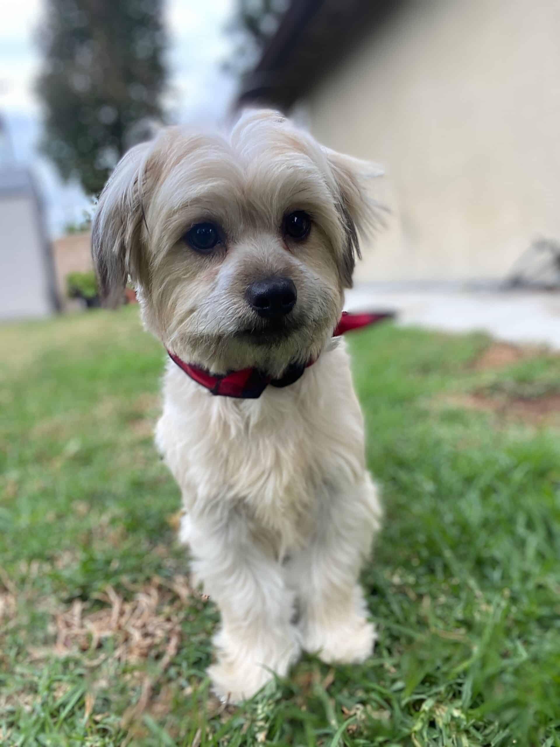 One of Jolynne's dogs