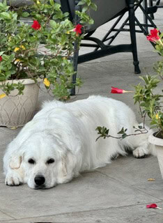 Cali, a Scrubby Puppy customer