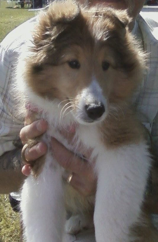 Bridgette as a puppy