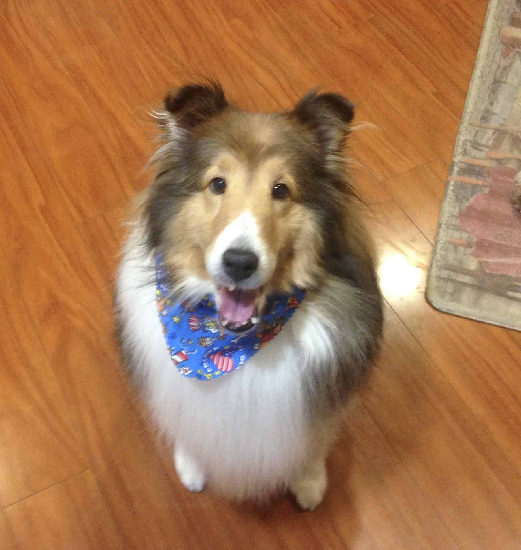 Bear, a Scrubby Puppy customer