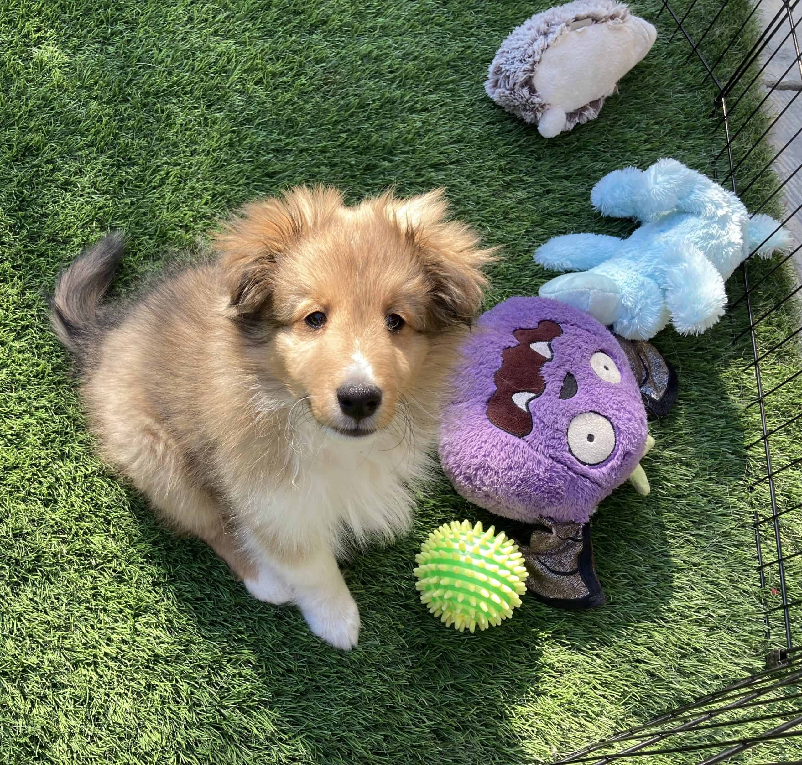 Bear as a puppy