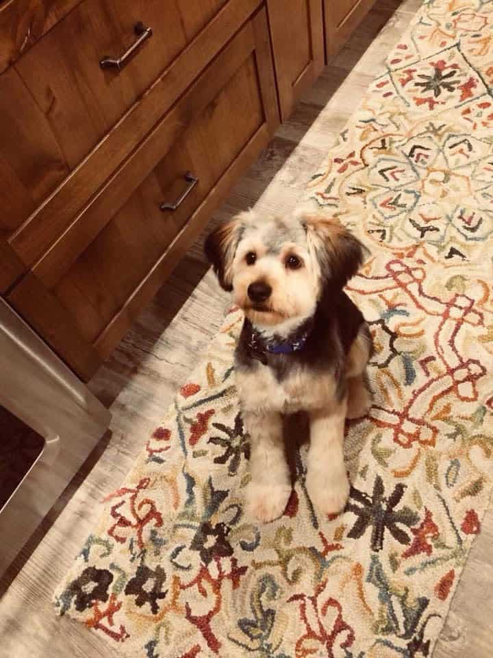 Barkley as a puppy
