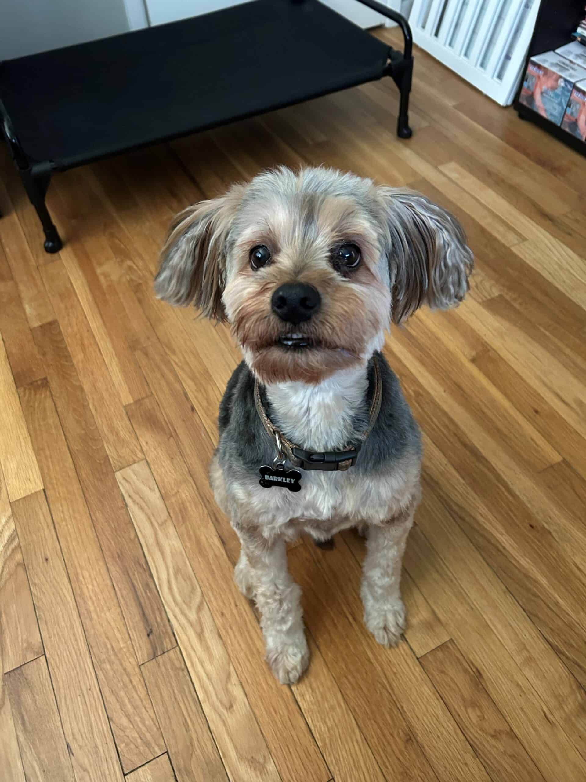 Barkley, a Scrubby Puppy customer