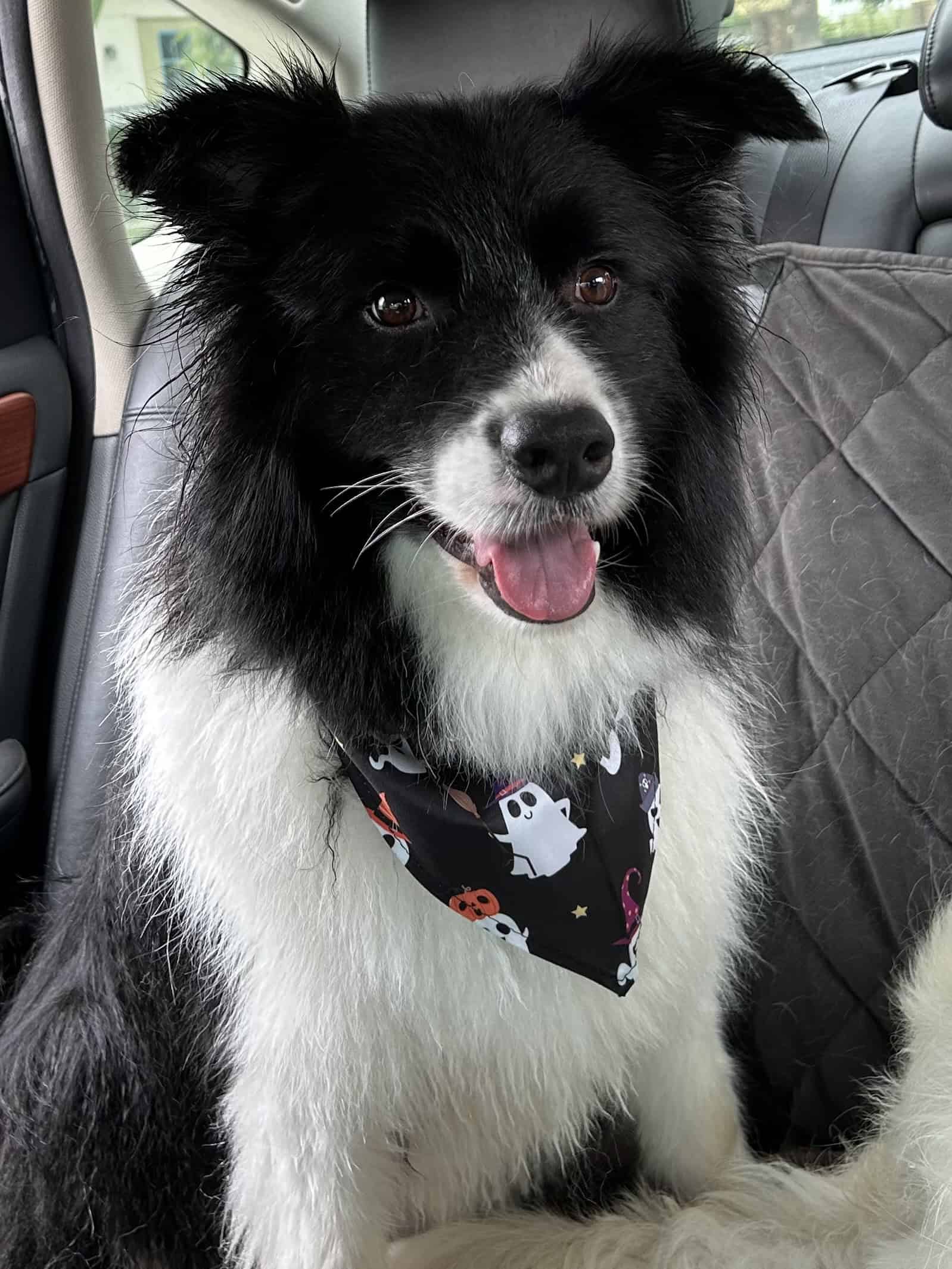 One of Libby's dogs