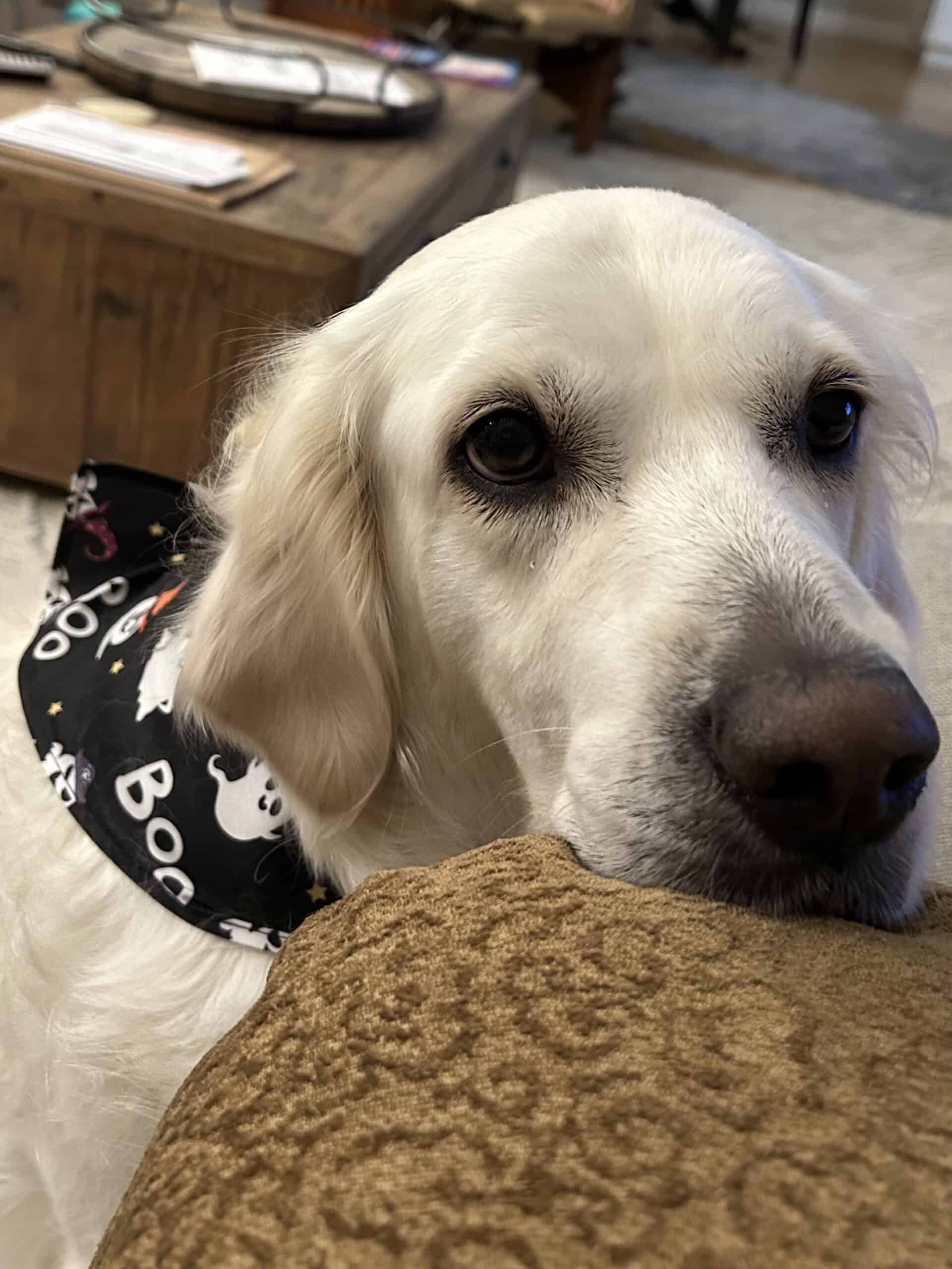 One of Libby's dogs