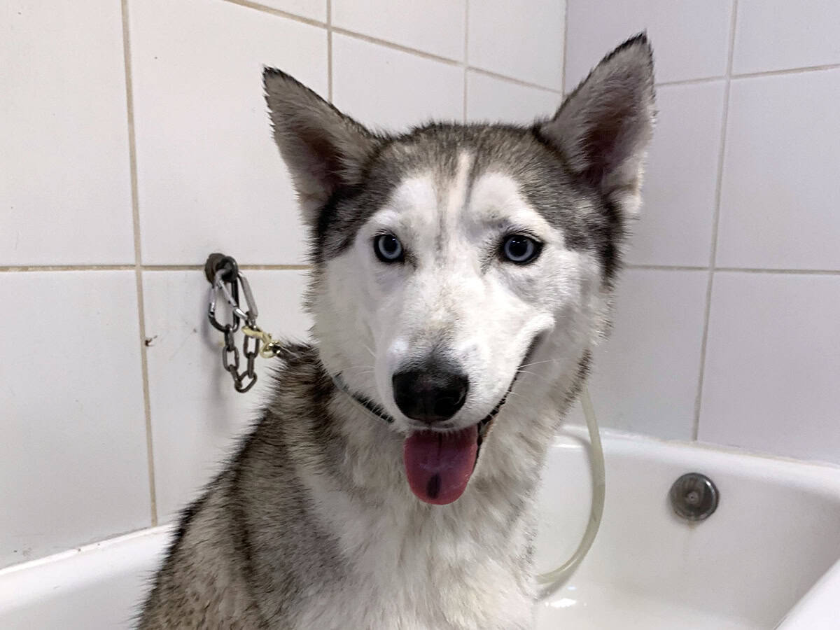 Sky the Husky smiling beneath a towel