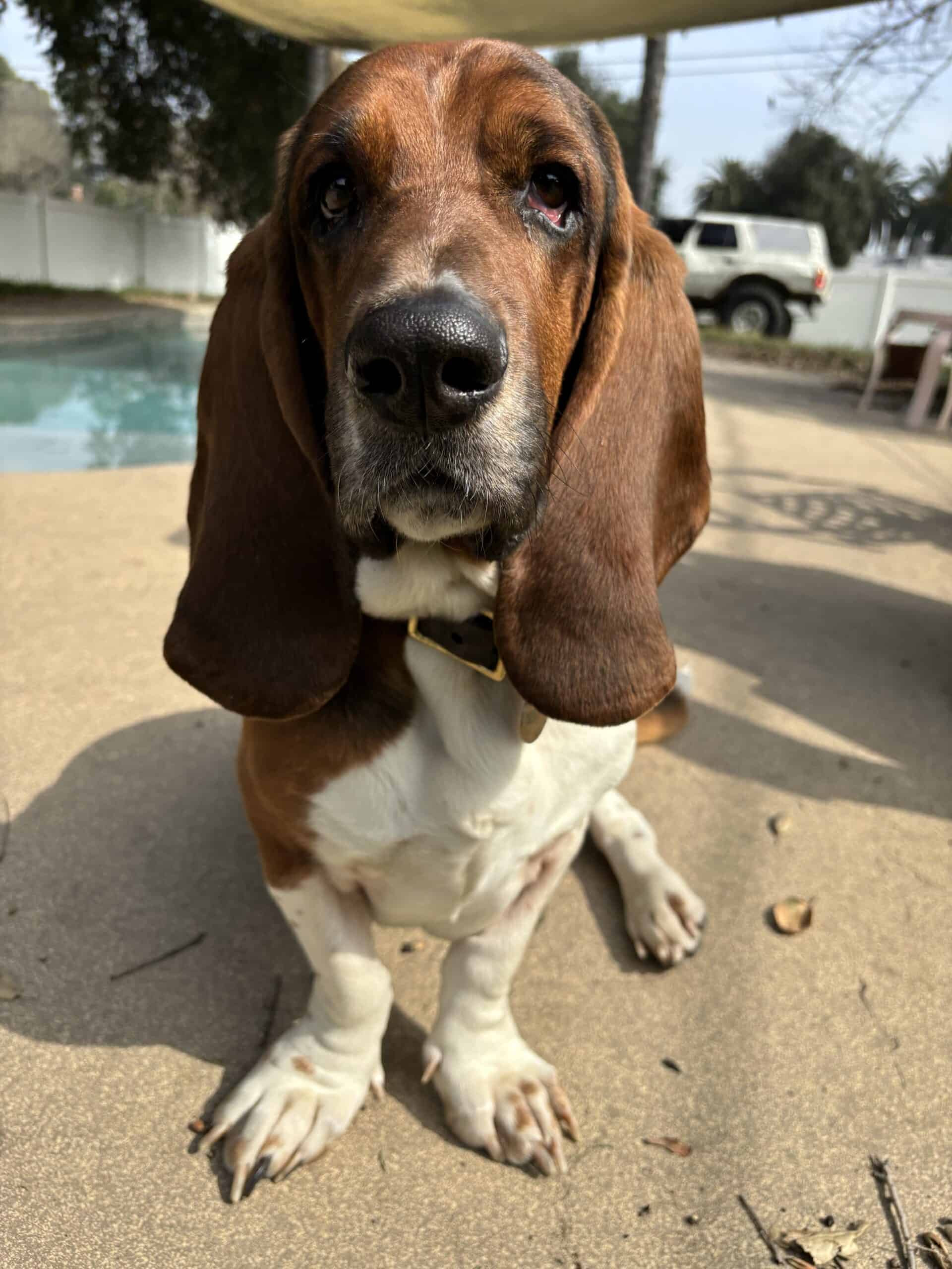 Arrow, a Scrubby Puppy customer