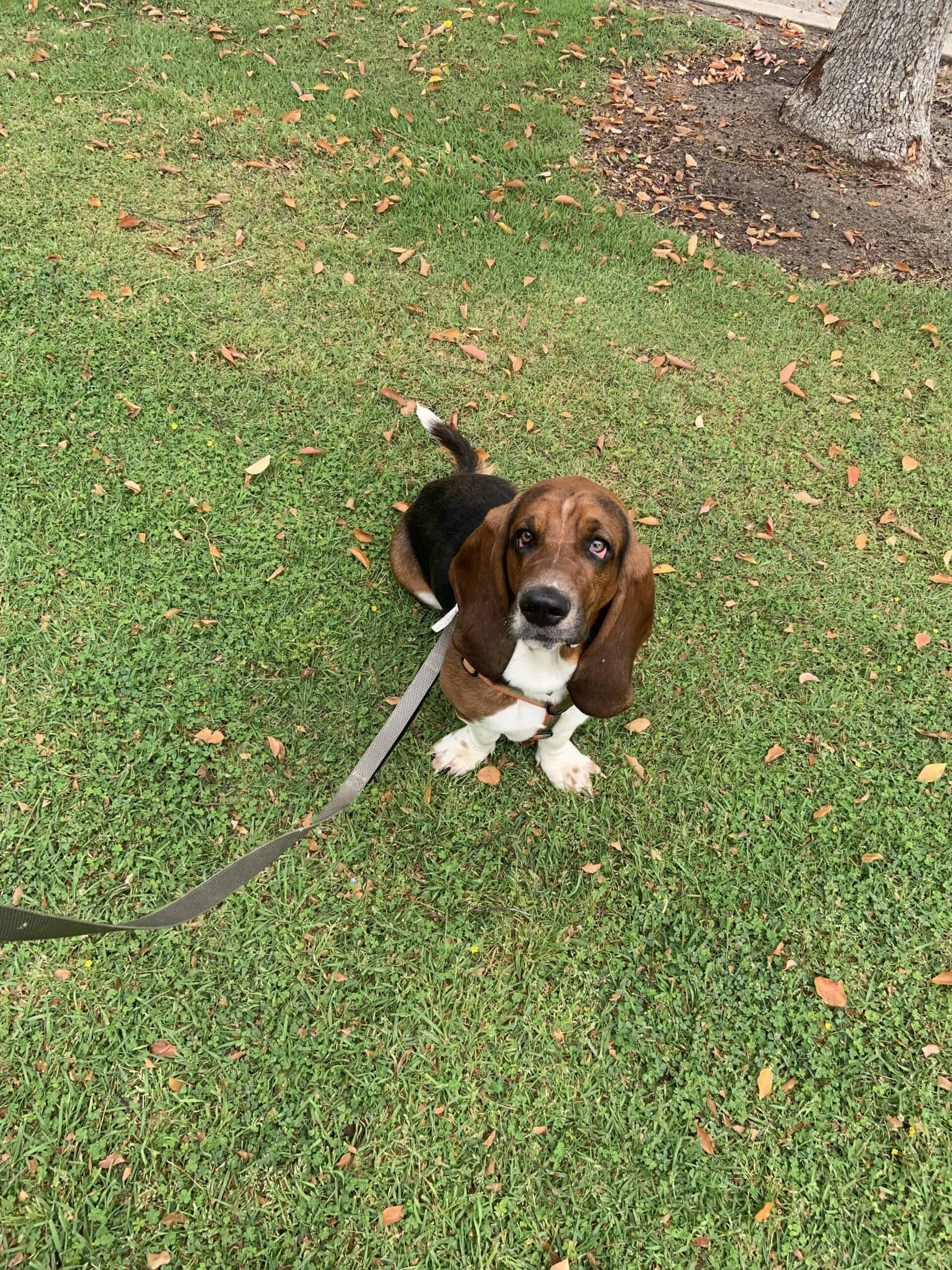 Arrow as a puppy
