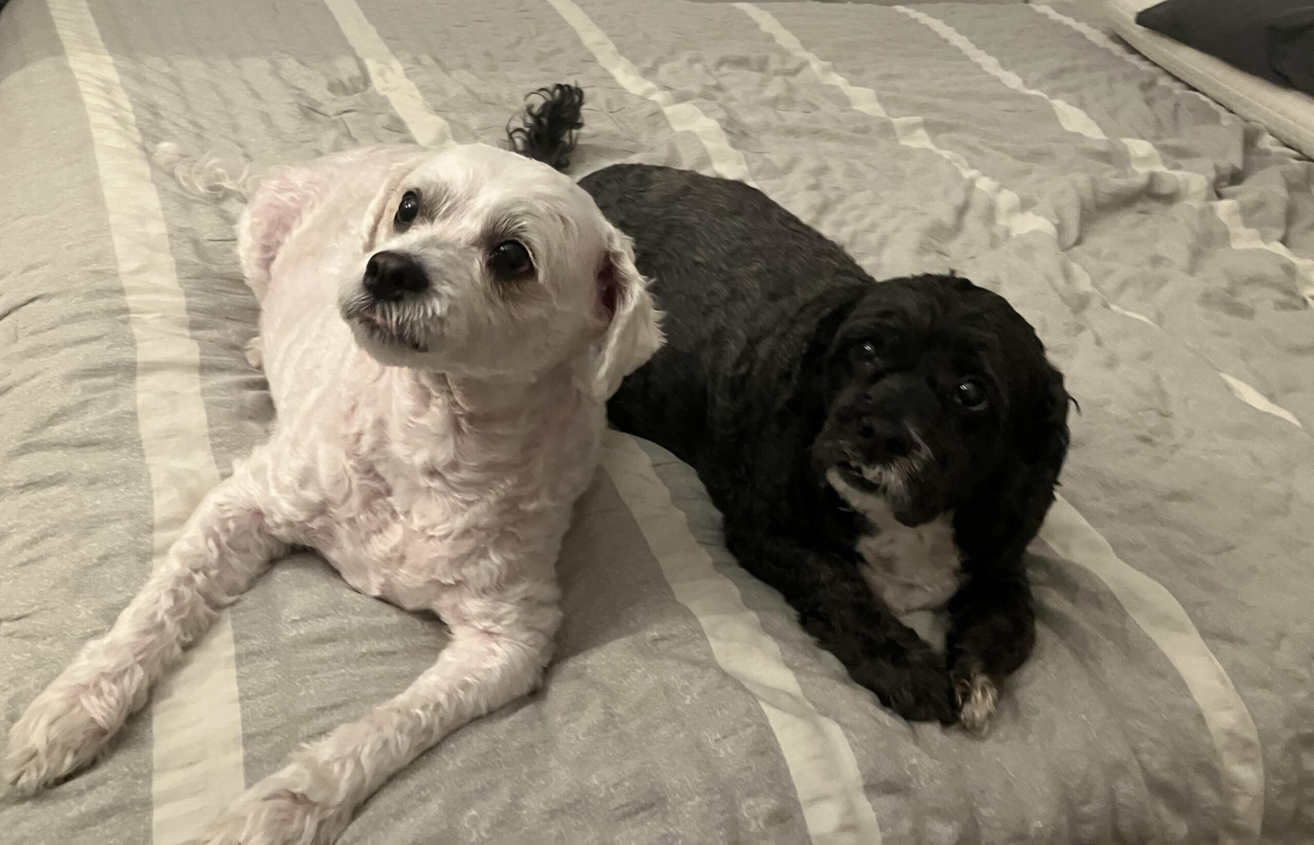 Fluffy and Scruffy