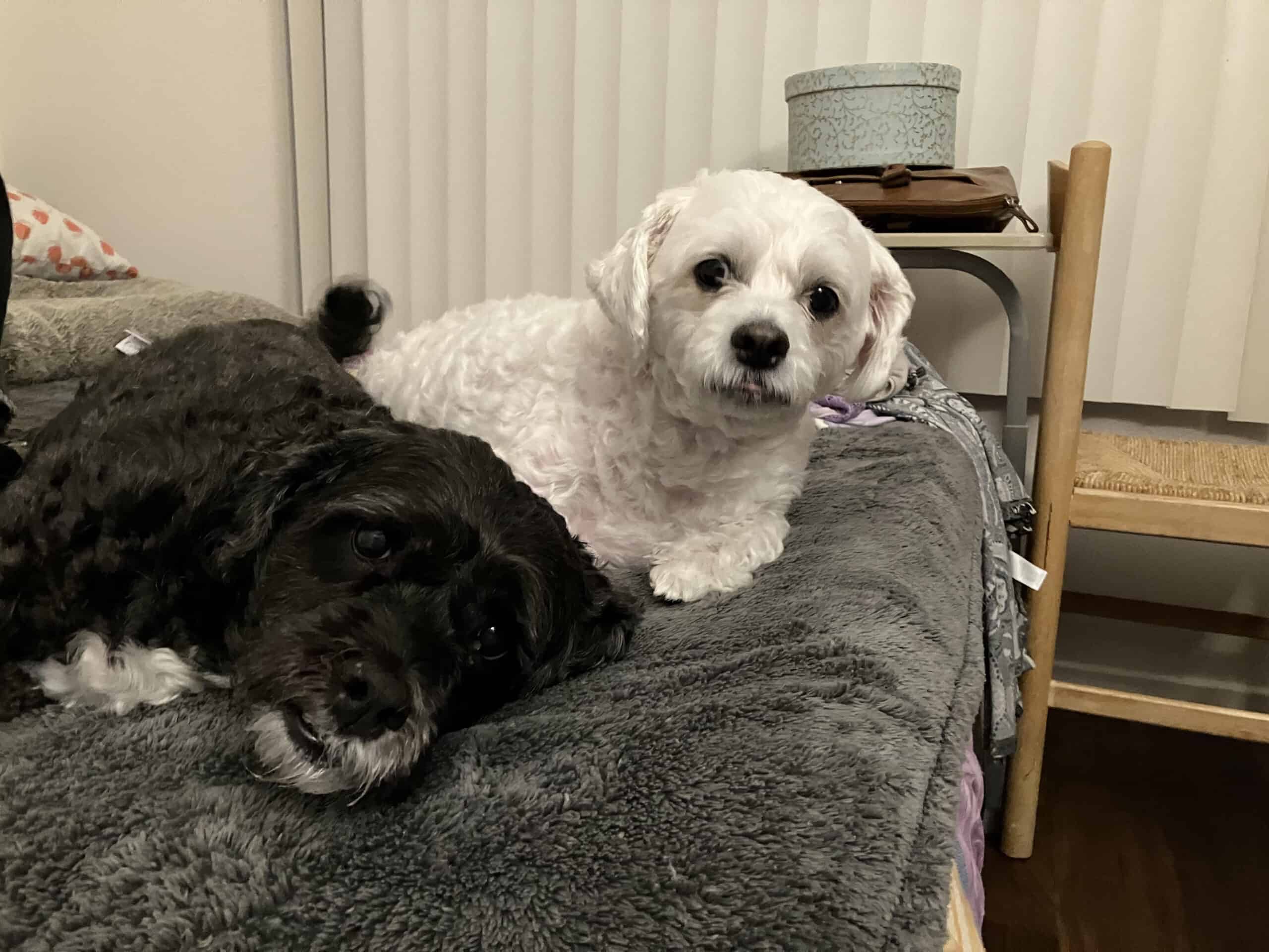 Fluffy and Scruffy