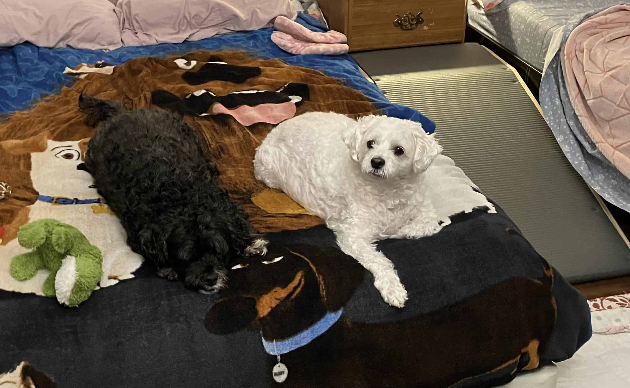 Fluffy and Scruffy