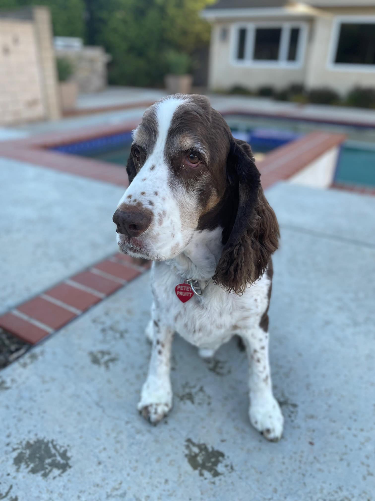 Petey