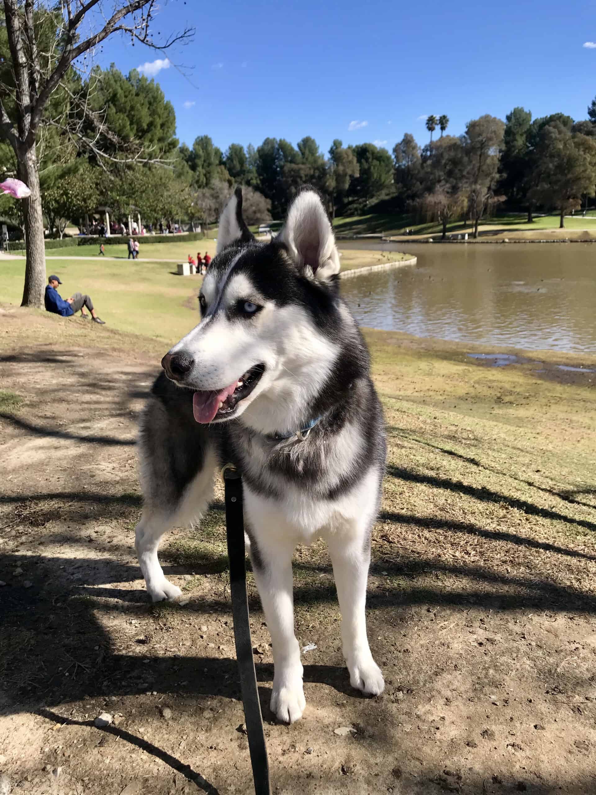 Zeus, a Scrubby Puppy customer