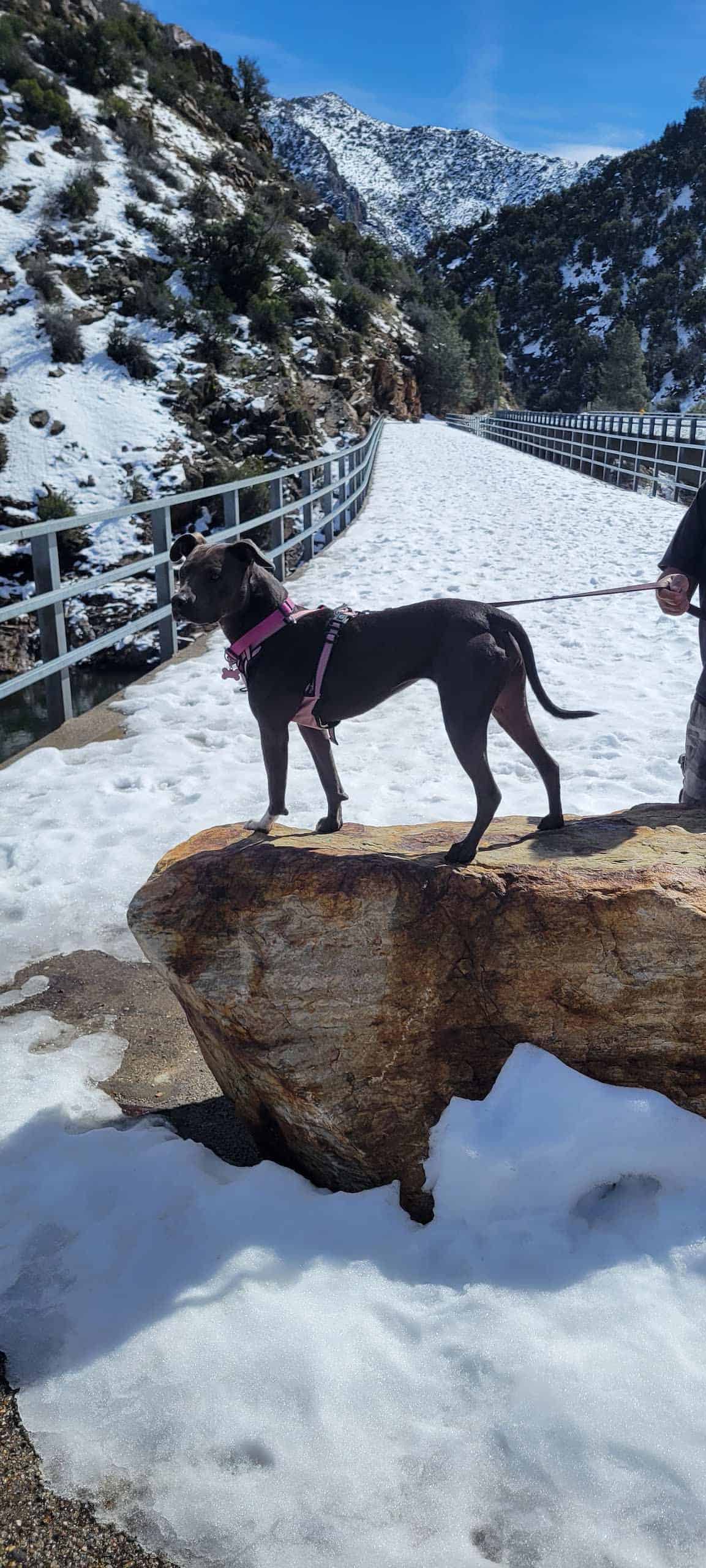 Pippa standing on a rock in the snow