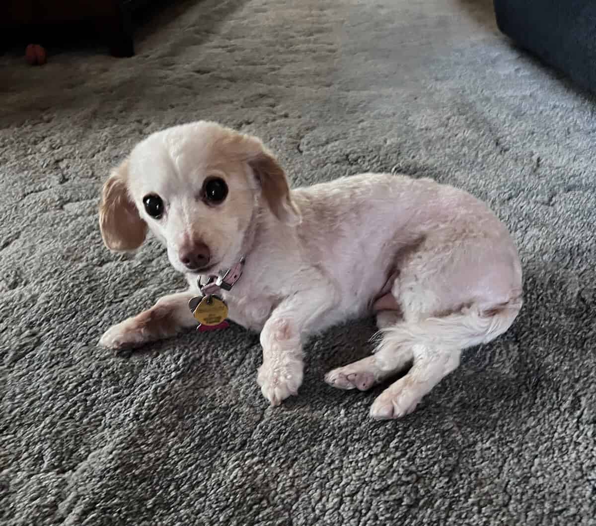 Poochi Bella
