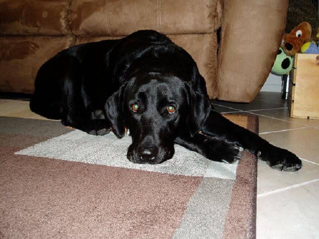 One of the family's dogs among flowers