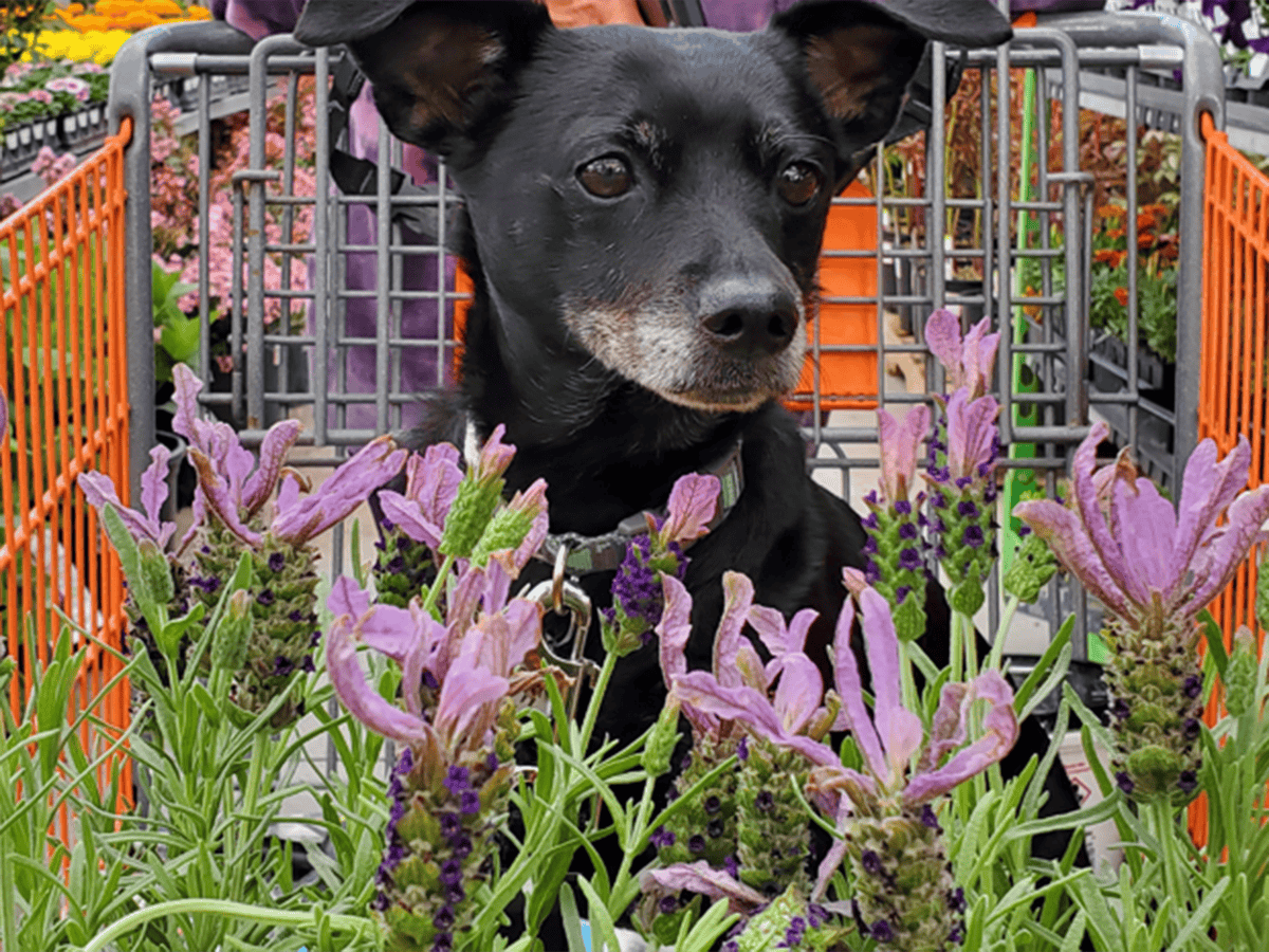 A black dog wearing a pink collar