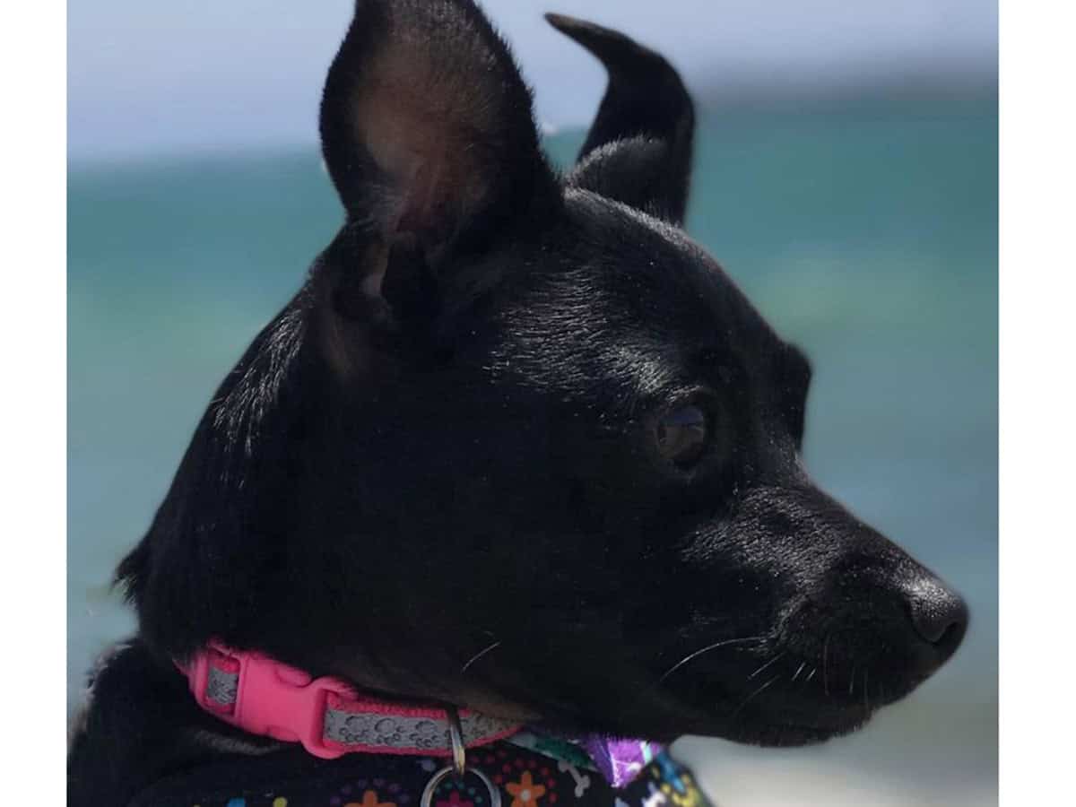 A black dog resting indoors