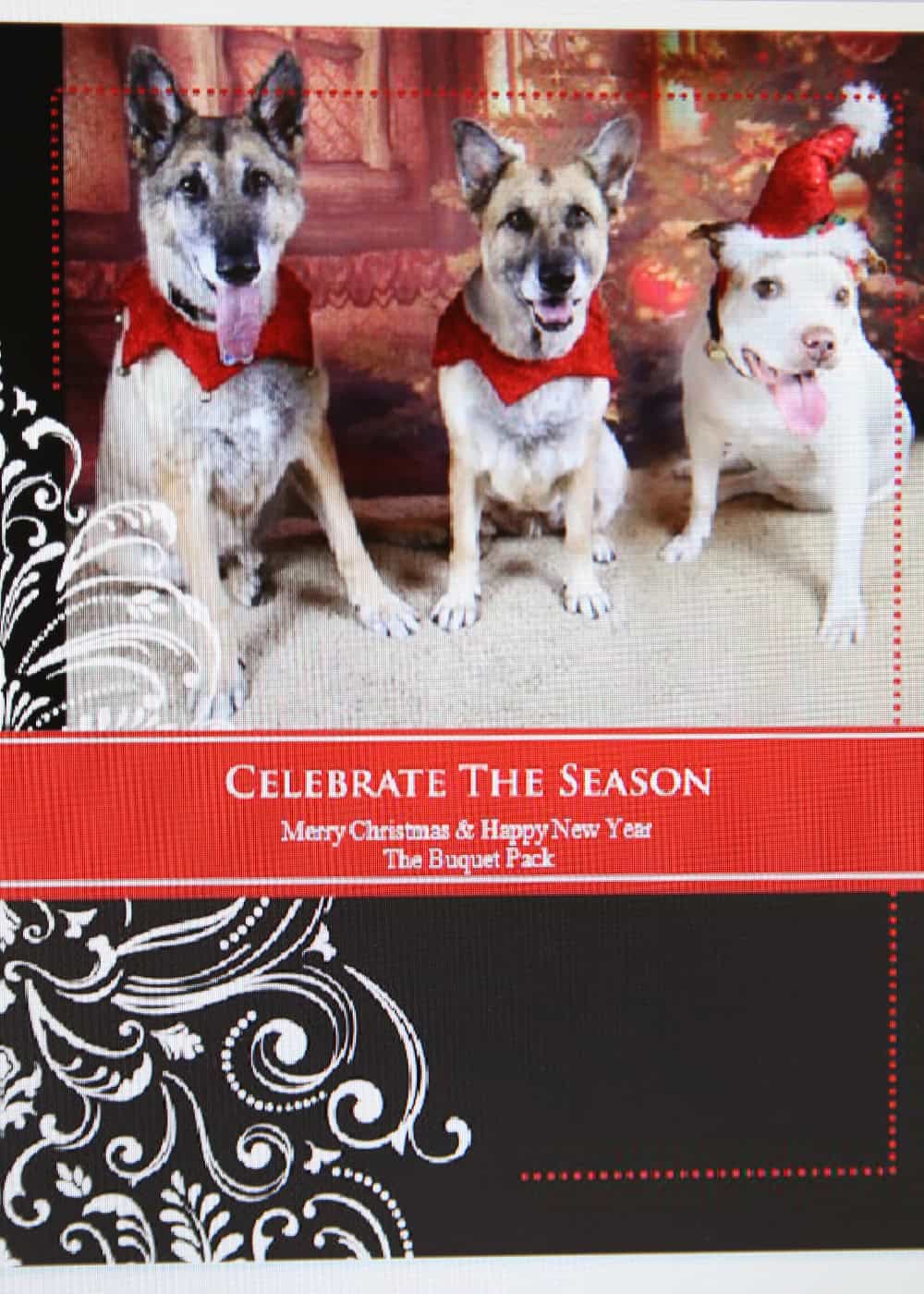 Members of the Buquet Pack