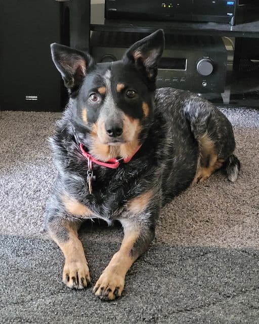 One of Suzanne's dogs