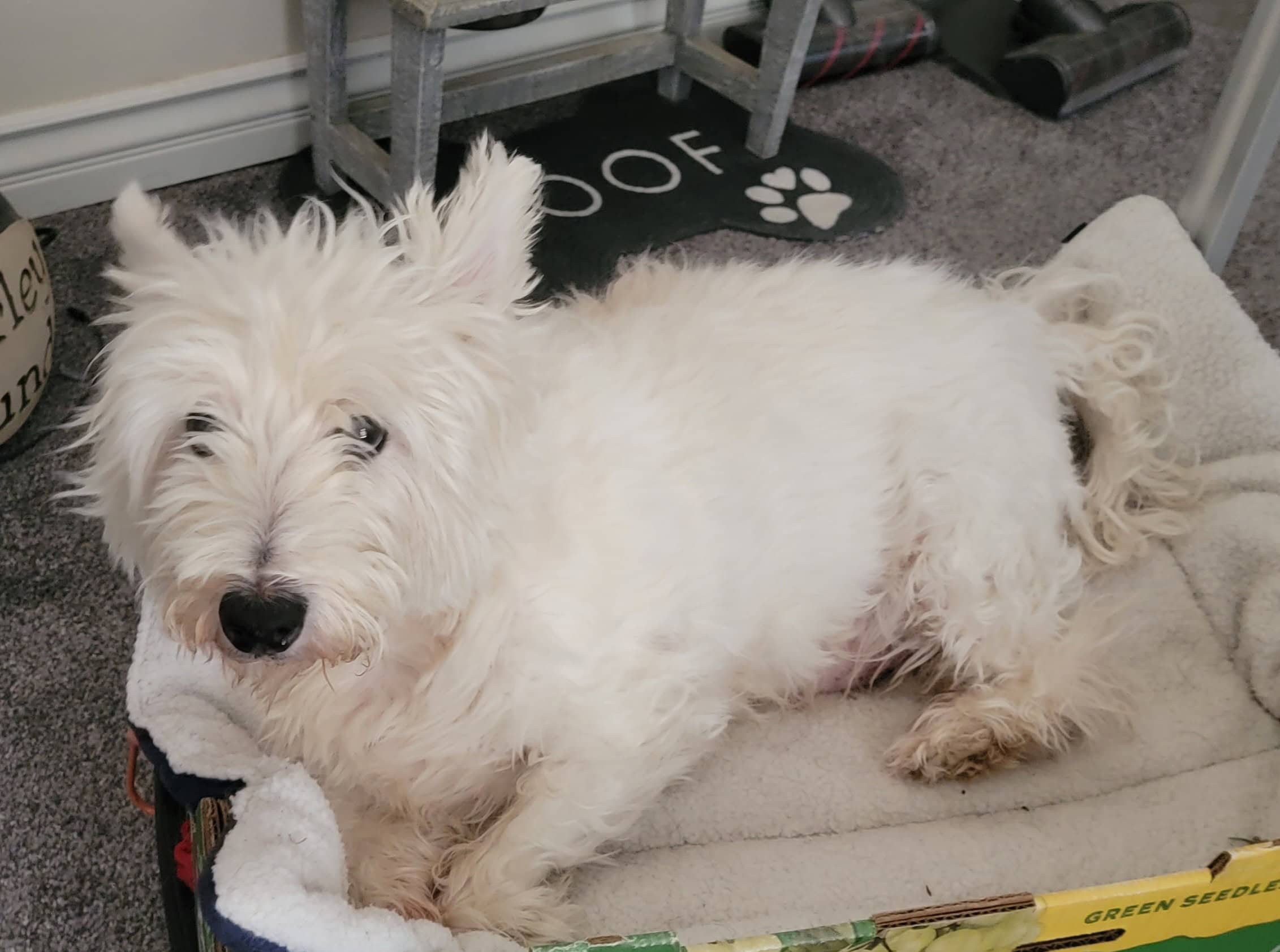 One of Suzanne's dogs